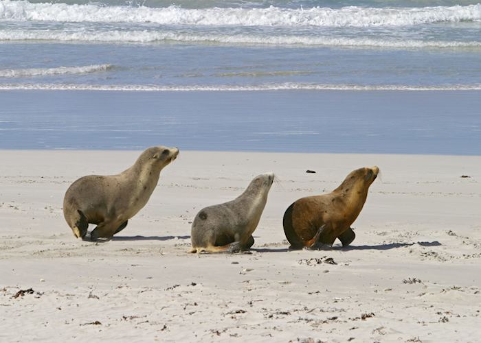 Seals on Kangaroo Island