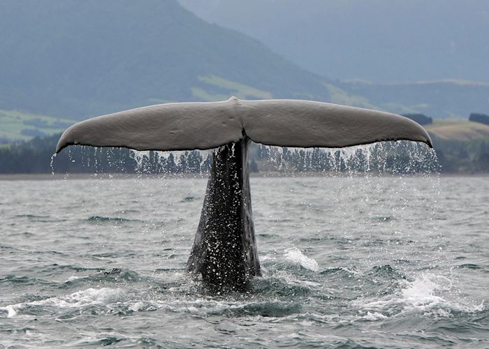 Sperm whale, Kaikoura