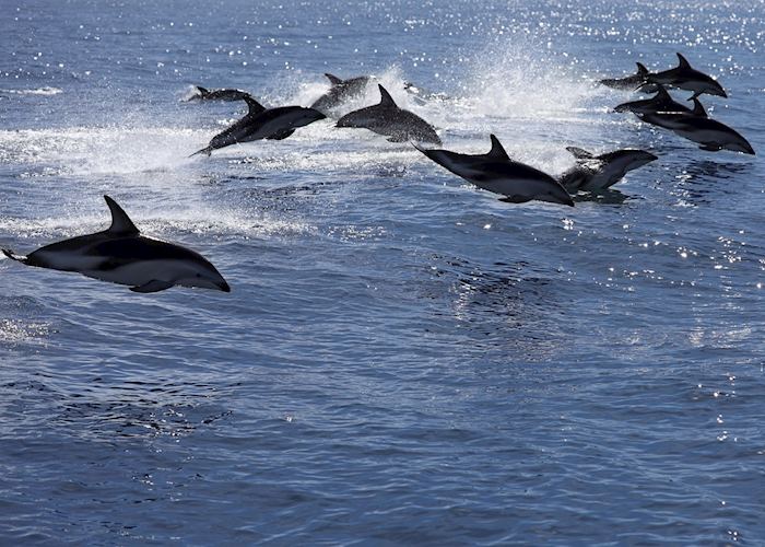 Dolphin pod, Kaikoura