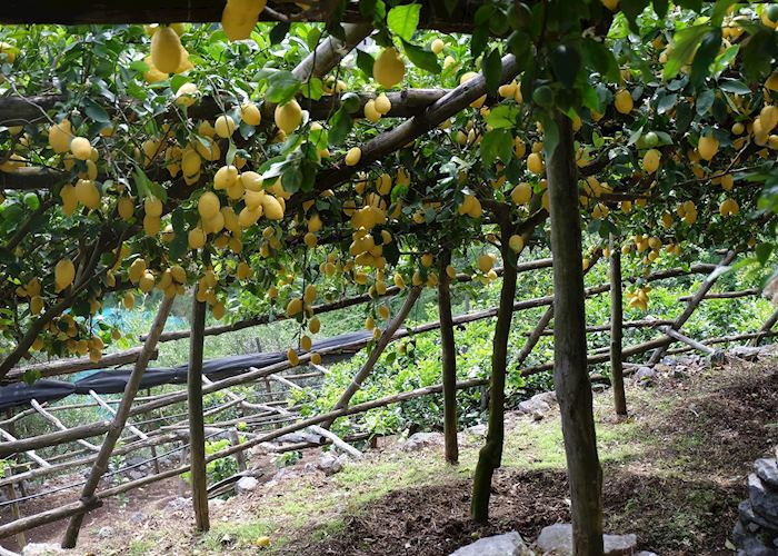 Lemon orchard
