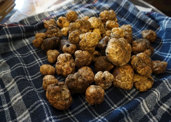 Freshly harvested truffles
