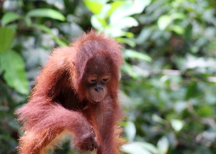 A curious baby orangutan in the national park