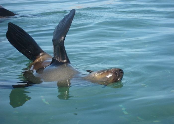 Seals off Walvis Bay