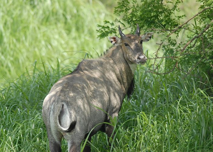 Black Bull in the Keoladeo National Park