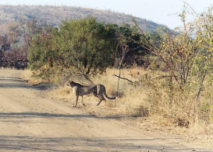 Cheetah, Pilanesberg