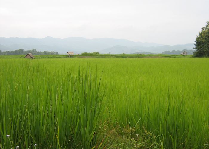 Paddy field, Luangnam Tha, Laos