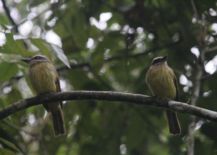 The golden crested fly catchers