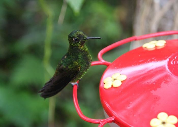 Hummingbird