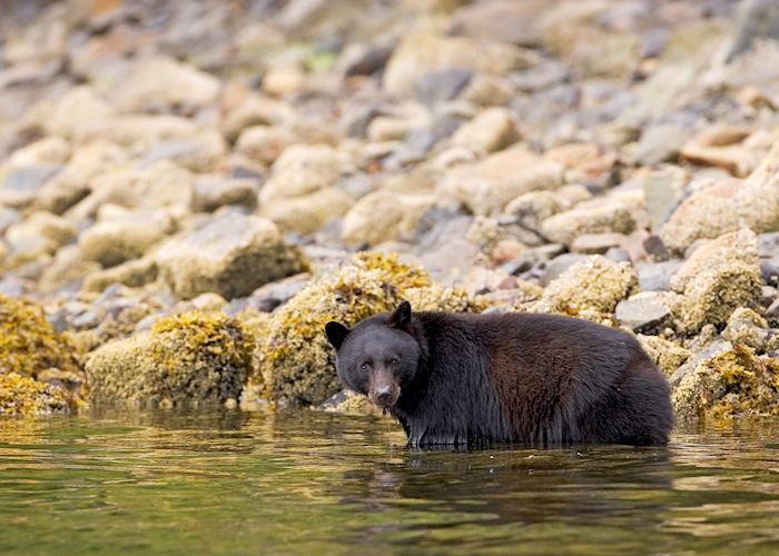 Black bear in water