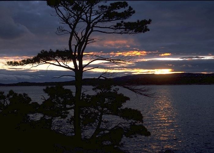 Silhouette of a tree in Killarney