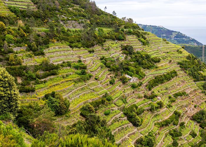Terraced hillside, Cinque Terre