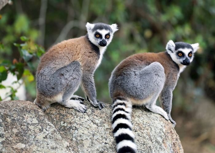 Ring tailed lemur in Isalo National Park, Isalo National Park