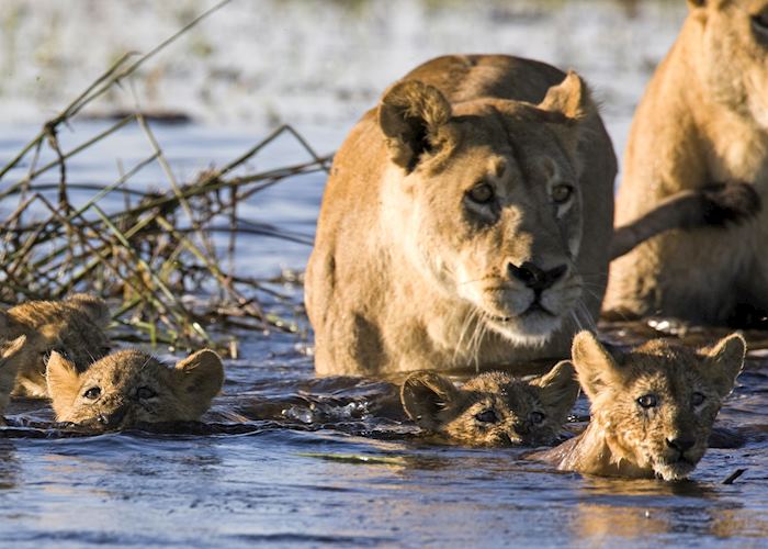 Family of lion in the Okavango Delta