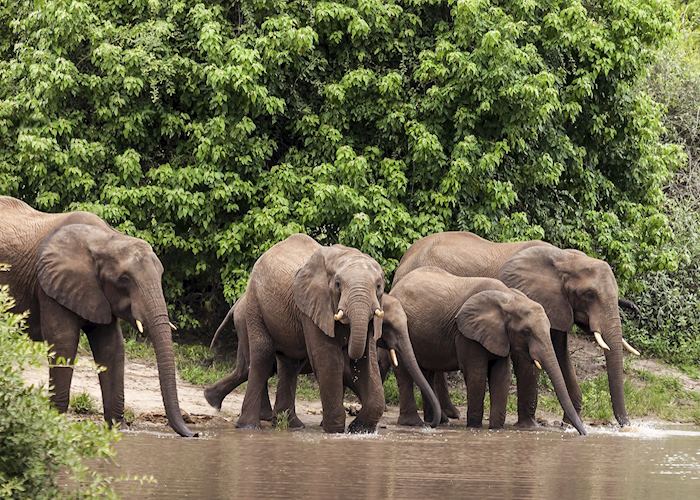 Elephant drinking in Chobe National Park