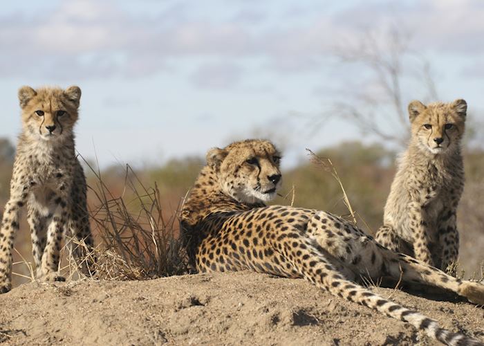 Cheetah in the Kruger National Park