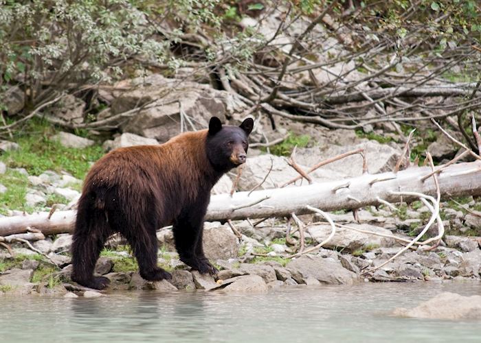 Black bear, British Columbia