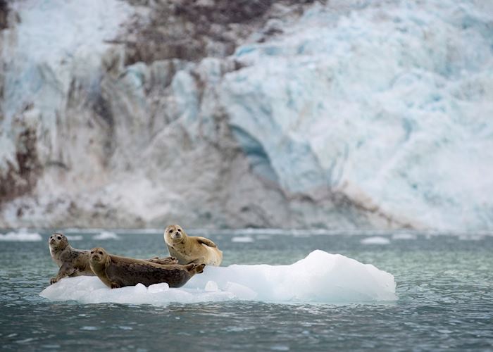 Full Day Kenai Fjords National Park