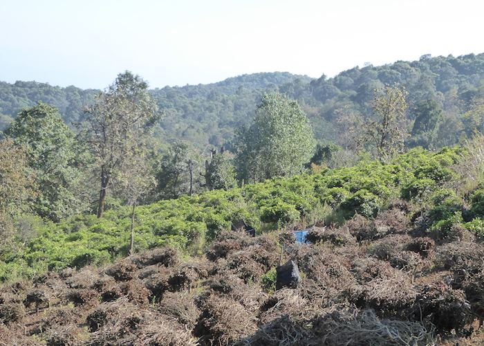 Tea plantations at Doi Pumuen