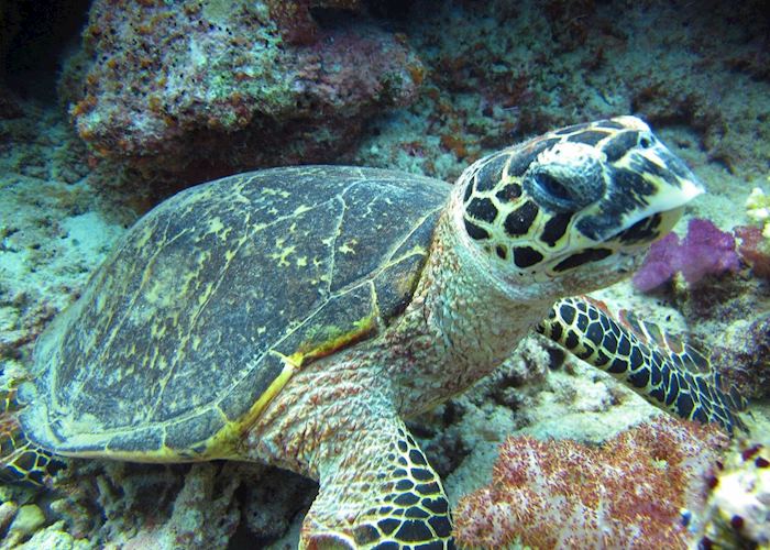 Jean-Michel Cousteau Resort, Vanua Levu