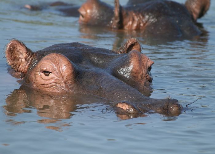 Hippo - Leopard Mountain Game Lodge