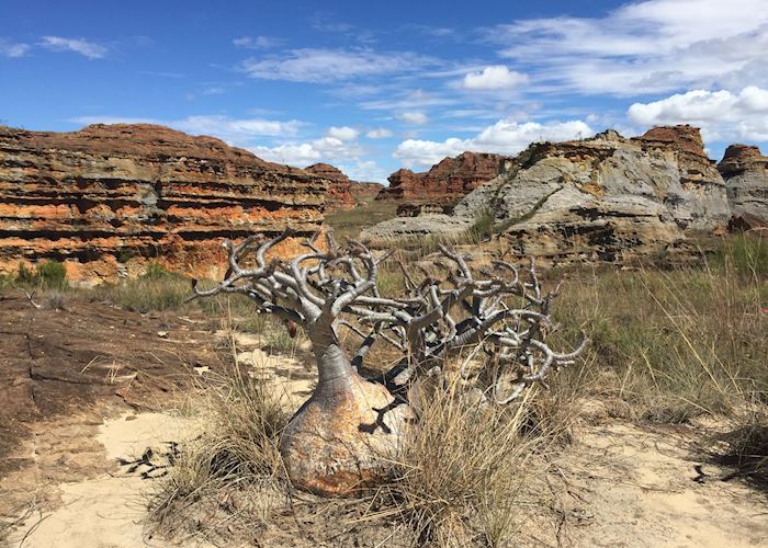Pachypodium in Isalo