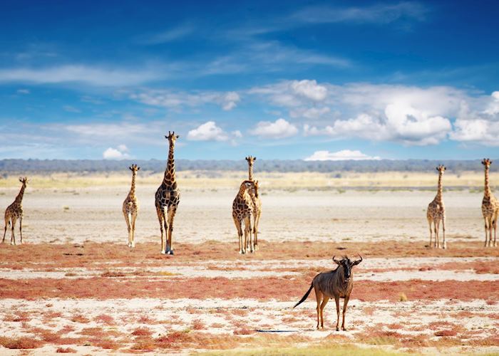 Giraffe in Etosha National Park