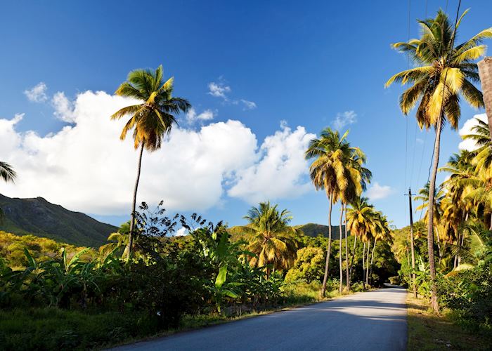 Fig tree lined road in Antigua