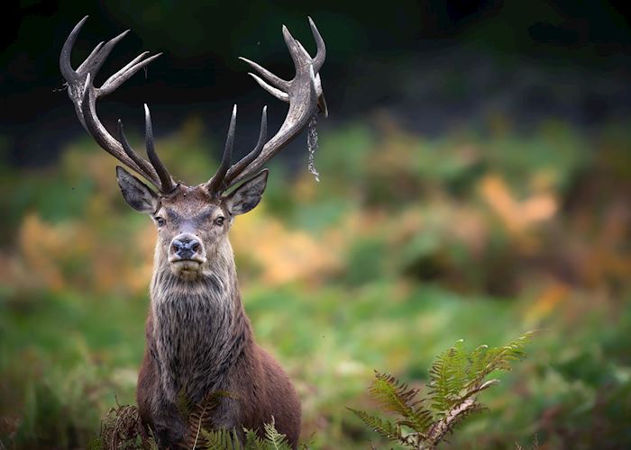 Monarch of the glen, Scotland