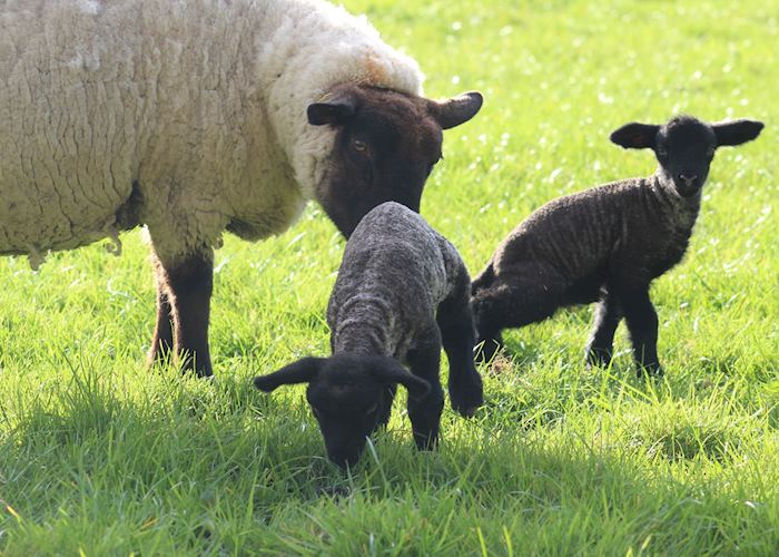 Newly born lambs