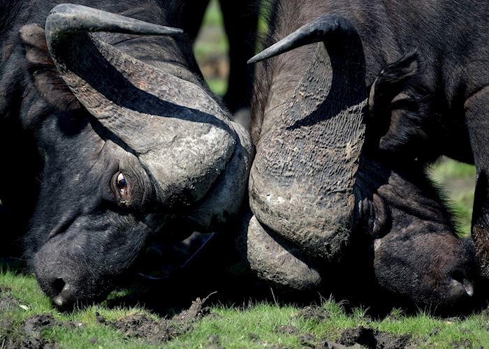 Buffalo bulls in combat