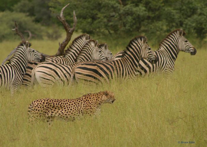 Cheetah in the Kwando Concession