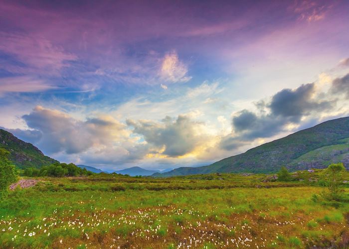Cottongrass field along the Ring of Kerry