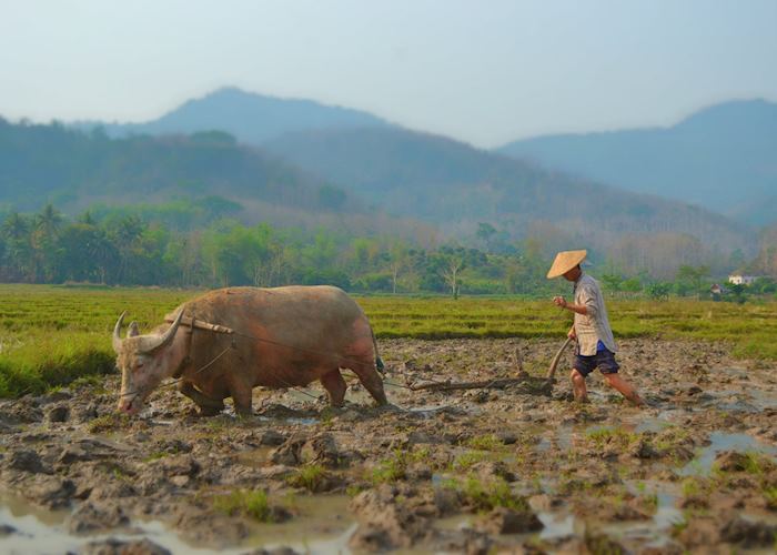 Cultivating the paddy field, Luang Prabang 