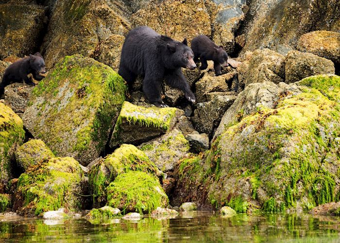 Black bear family, Tofino