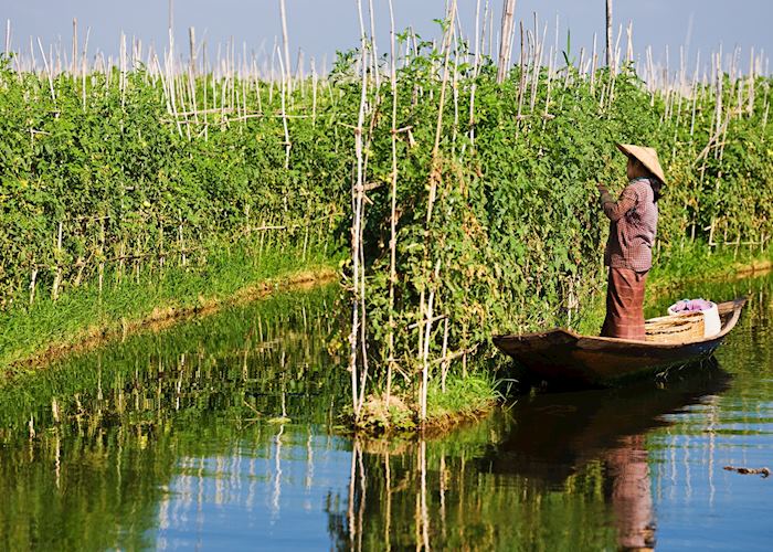 Vegetation grown at local village, Inle Lake