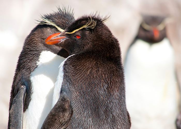 Rockhopper Penguins, Ushuaia