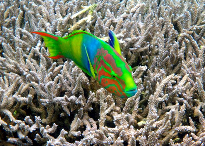 Visit Lord Howe Island on a trip to Australia Audley Travel US