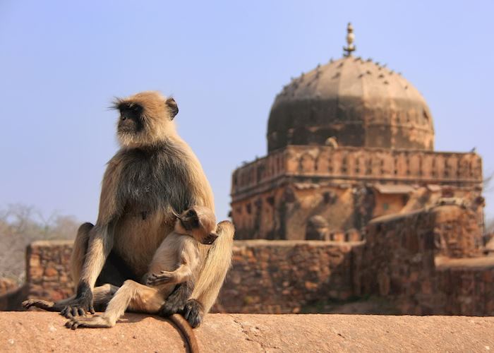 Gray langur, Ranthambhore