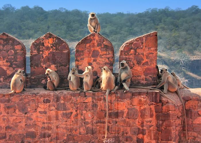 Gray Langurs sitting at Ranthambhore