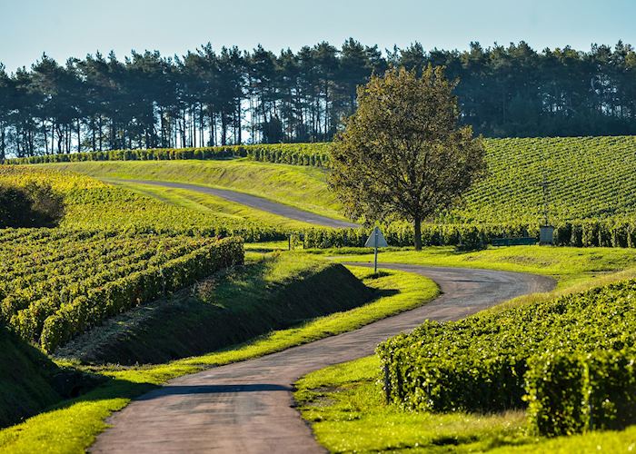 Champagne vineyards, France