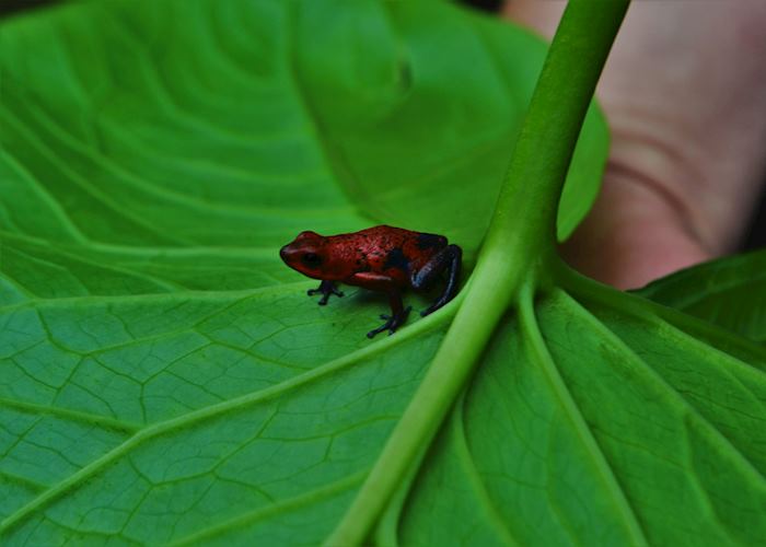 Tortuguero National Park, Tortuguero National Park
