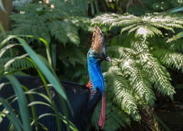 Cassowary in the Daintree rainforest