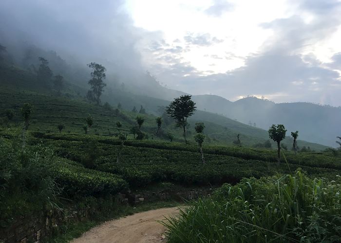 Tea Estate Visit, Sri Lanka Audley Travel UK
