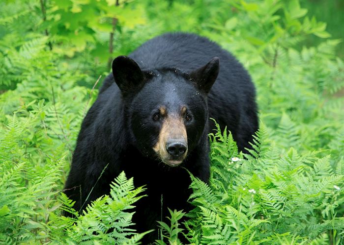 Black bear, British Columbia