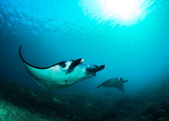 Manta Rays off Komodo Island