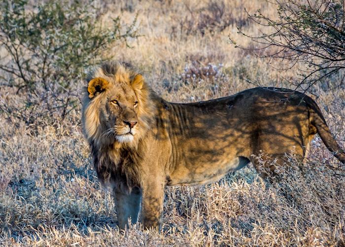 A large male lion in the morning light of the Central Kalahari