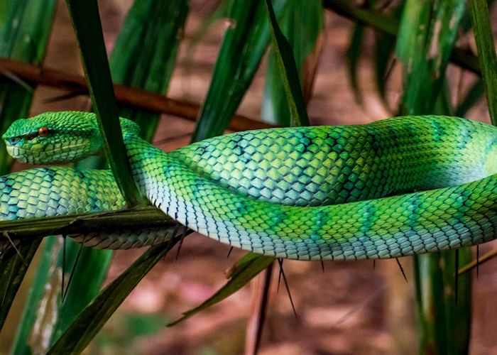This wonderful snake was found hanging in a bush at the ranger's station