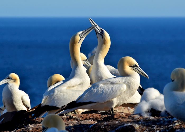 Gannet colony, Bonaventure Island