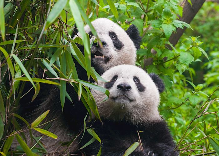 Pandas, Chengdu