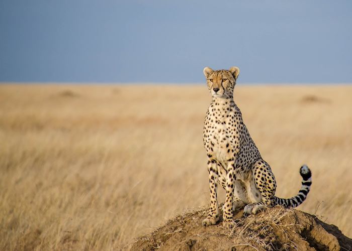 Cheetah scanning the Serengeti Plains